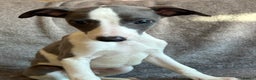 Whippet dogs for sale: 1 Gorgeous KC Reg Whippet Puppy  - Advert 2
