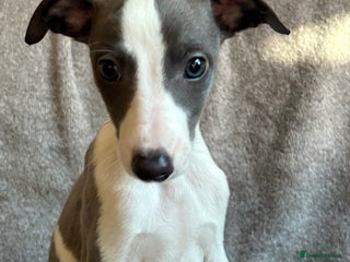 Whippet dogs 1 Gorgeous KC Reg Whippet Puppy - Advert 1