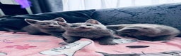 Russian Blue cats for sale: Adorable Russian Blue kittens  - Advert 4