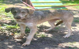 Mixed Breed dogs for adoption: 🐾 Grace – gentle Lurcher - heart full of grace 🐾 - Image 3