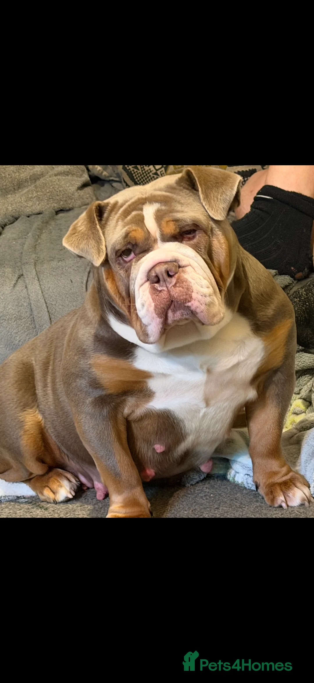 English Bulldog dogs for sale: English bulldog puppy - Advert 1