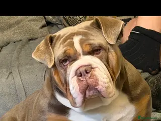 English Bulldog dogs English bulldog puppy - Advert 7