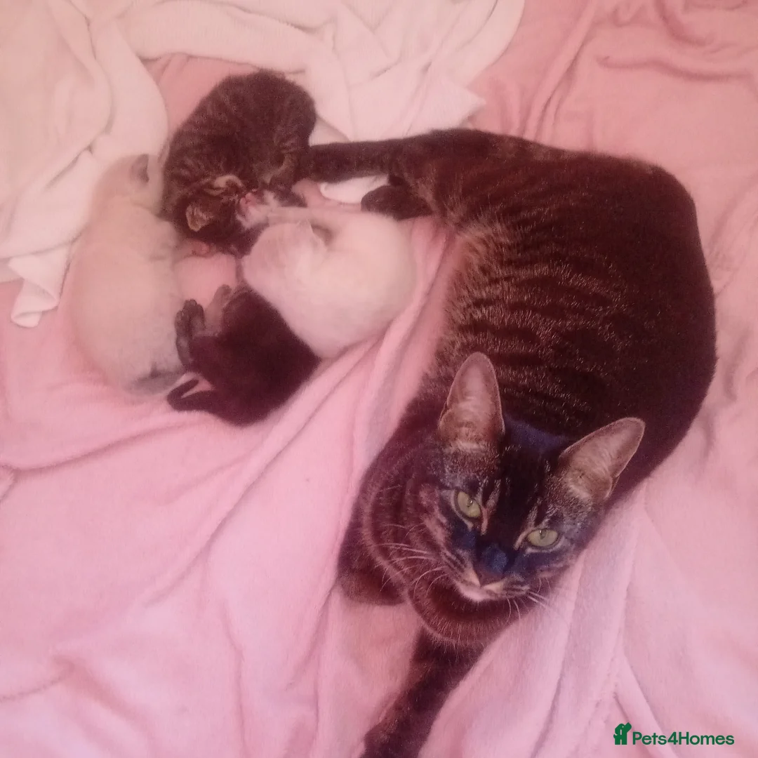 Bengal cats for sale: X2 Half Bengal kittens (Ideally rehomed together) - Advert 1