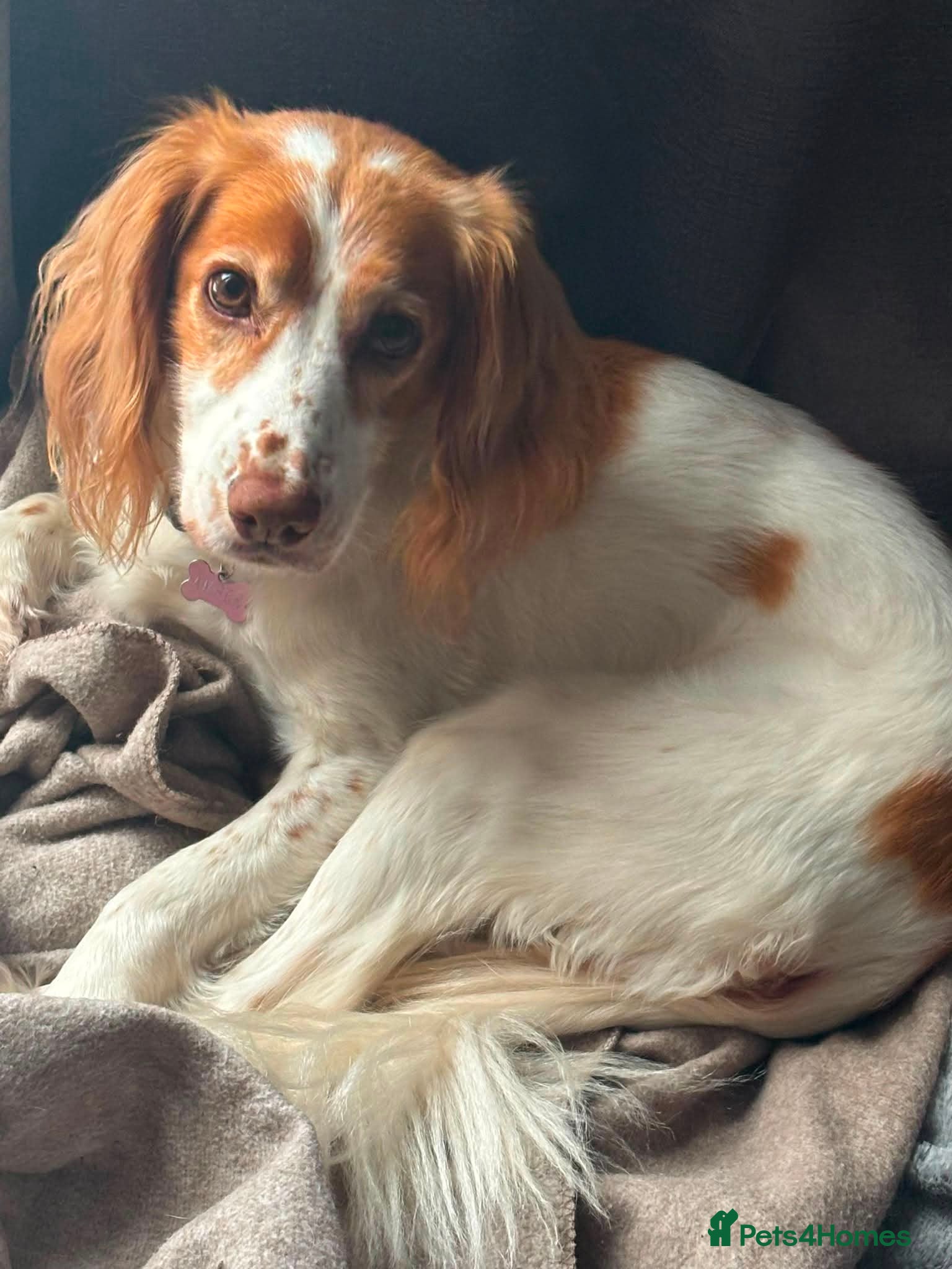Cocker Spaniel dogs for adoption: Amber needs a loving home  - Advert 1