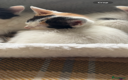 Mixed Breed cats for sale: Black white and ginger kittens for sale  - Image 6