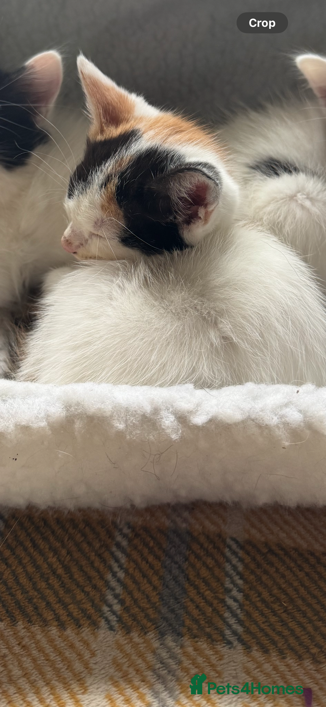 Mixed Breed cats for sale: Black white and ginger kittens for sale  - Image 6