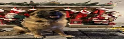 Mixed Breed dogs for sale: 2 year old mixed breed - Advert 9