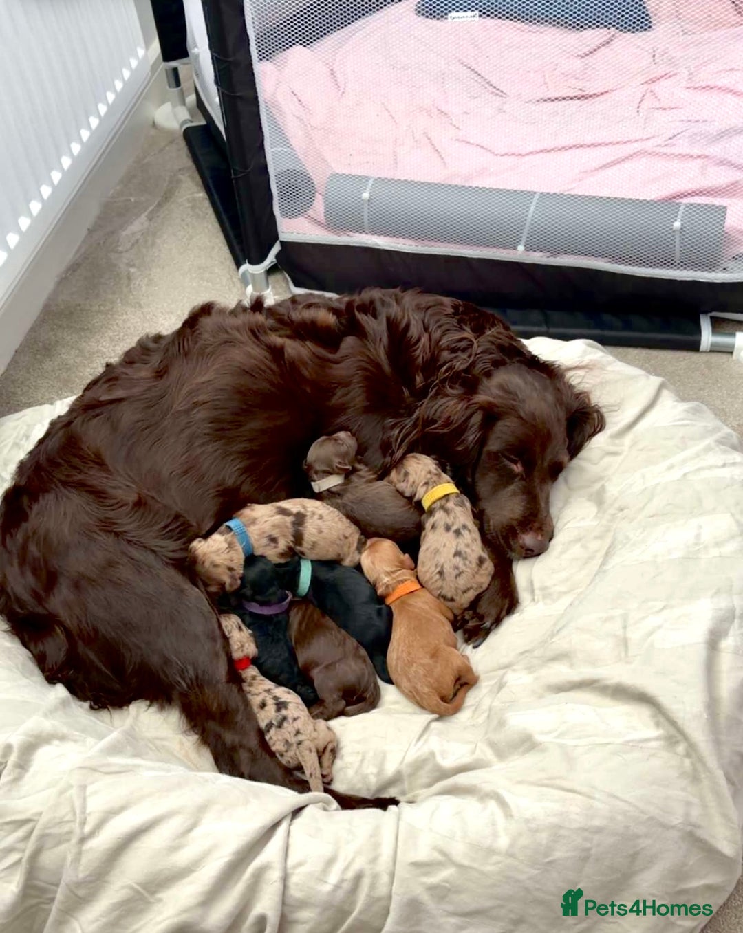 Cockapoo dogs for sale: F1B black cockapoo - Ready for home 25th December  - Advert 4