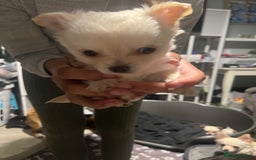 Chihuahua dogs for sale: Long hair chihuahuas  - Image 4