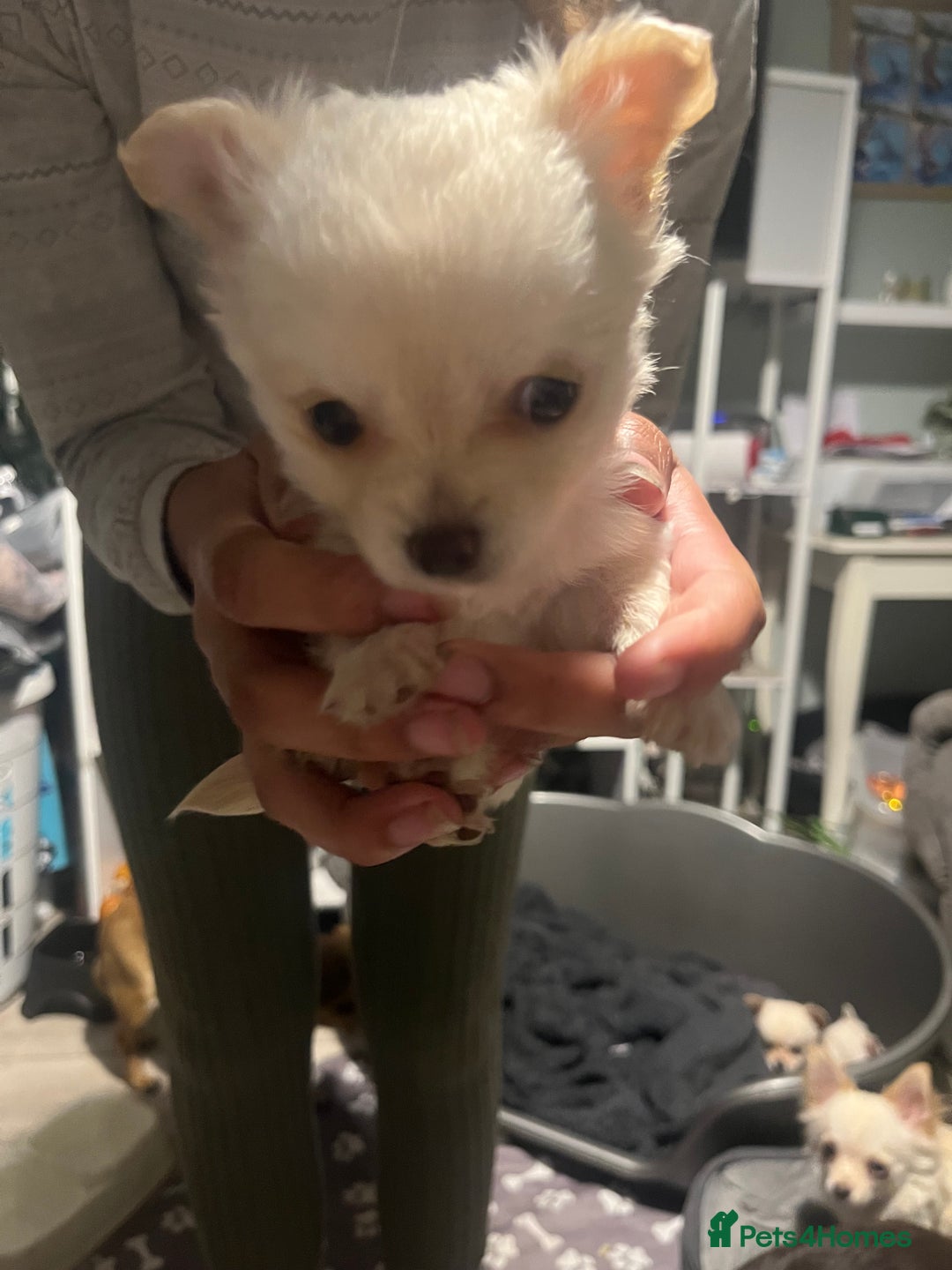 Chihuahua dogs for sale: Long hair chihuahuas  - Image 4