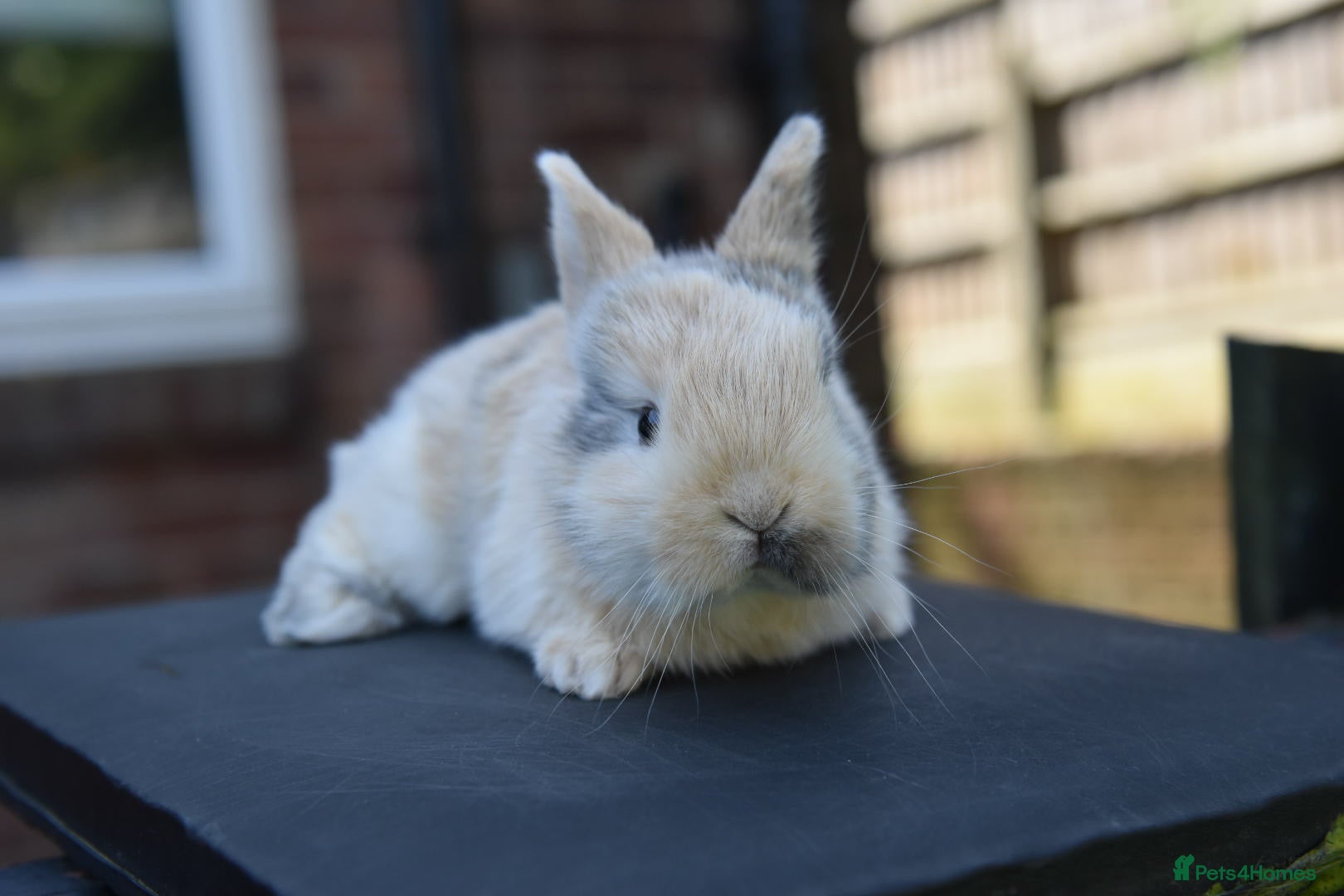 Lionhead rabbits for sale: Baby Lionhead x Lops Looking For New Home - Advert 8