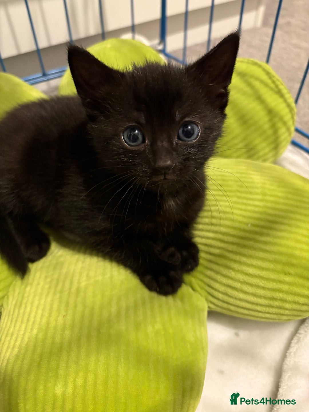 Mixed Breed cats for sale: girl kitten ready to go  - Advert 19