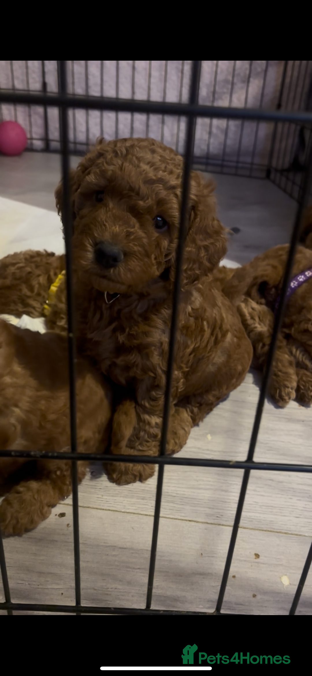 Labradoodle dogs for sale: 🐾AVAILABLE TO VIEW! - Fox Red Labradoodle Pups 🐾 - Image 10