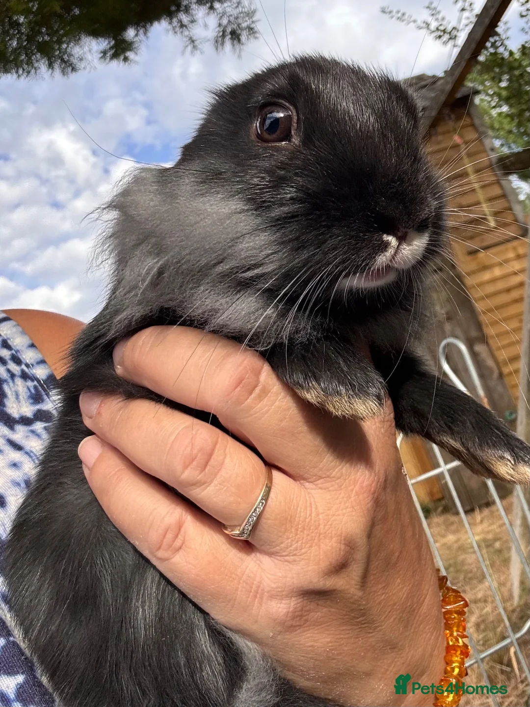 Lionhead rabbits for sale: 🐰 LIONHEAD X REX RARE HAND-REARED BABY BUNNIES 🐰 - Advert 2
