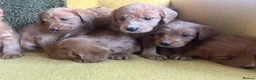 Labradoodle dogs for sale: Health tested F1 Labradoodle Puppies in Harrogate - Advert 5