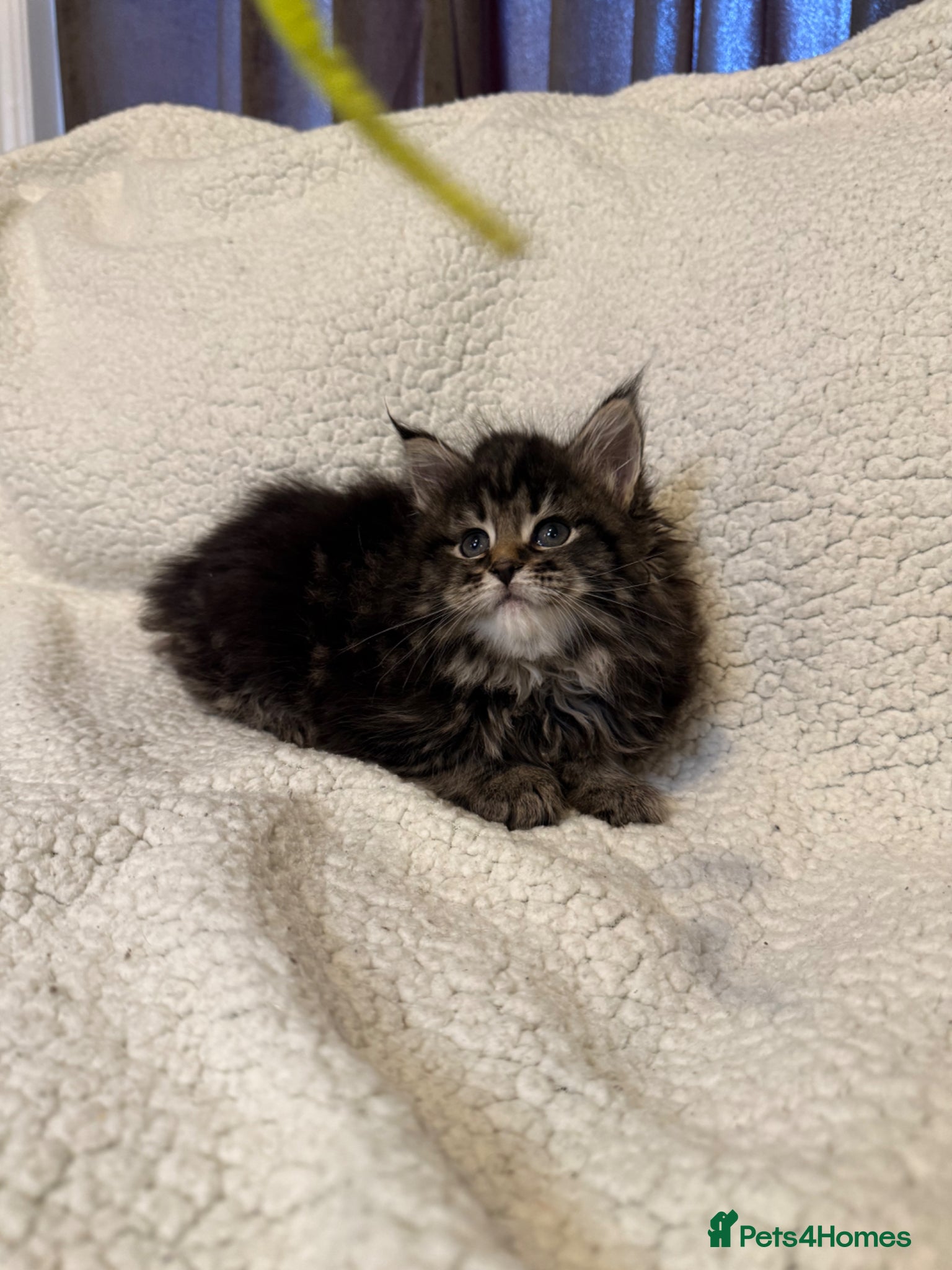 Mixed Breed cats Maine Coon X Norwegian Forest kittens - Advert 1
