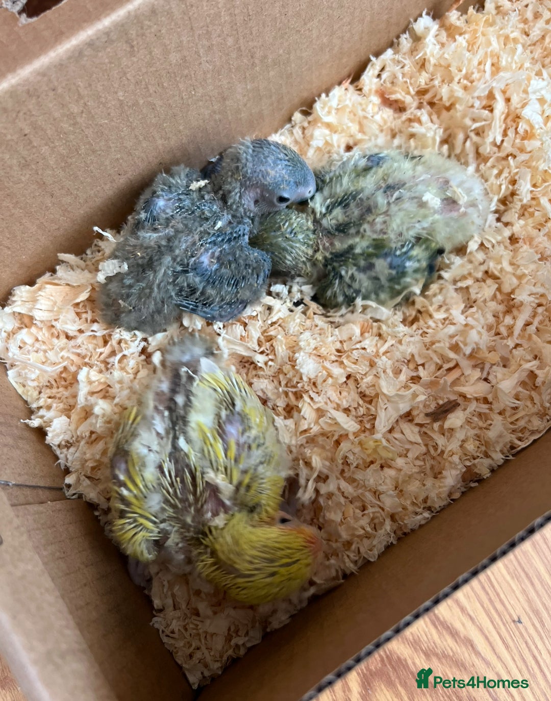 Lovebirds birds for sale: Beautiful Love Bird Babies For Sale - Image 2