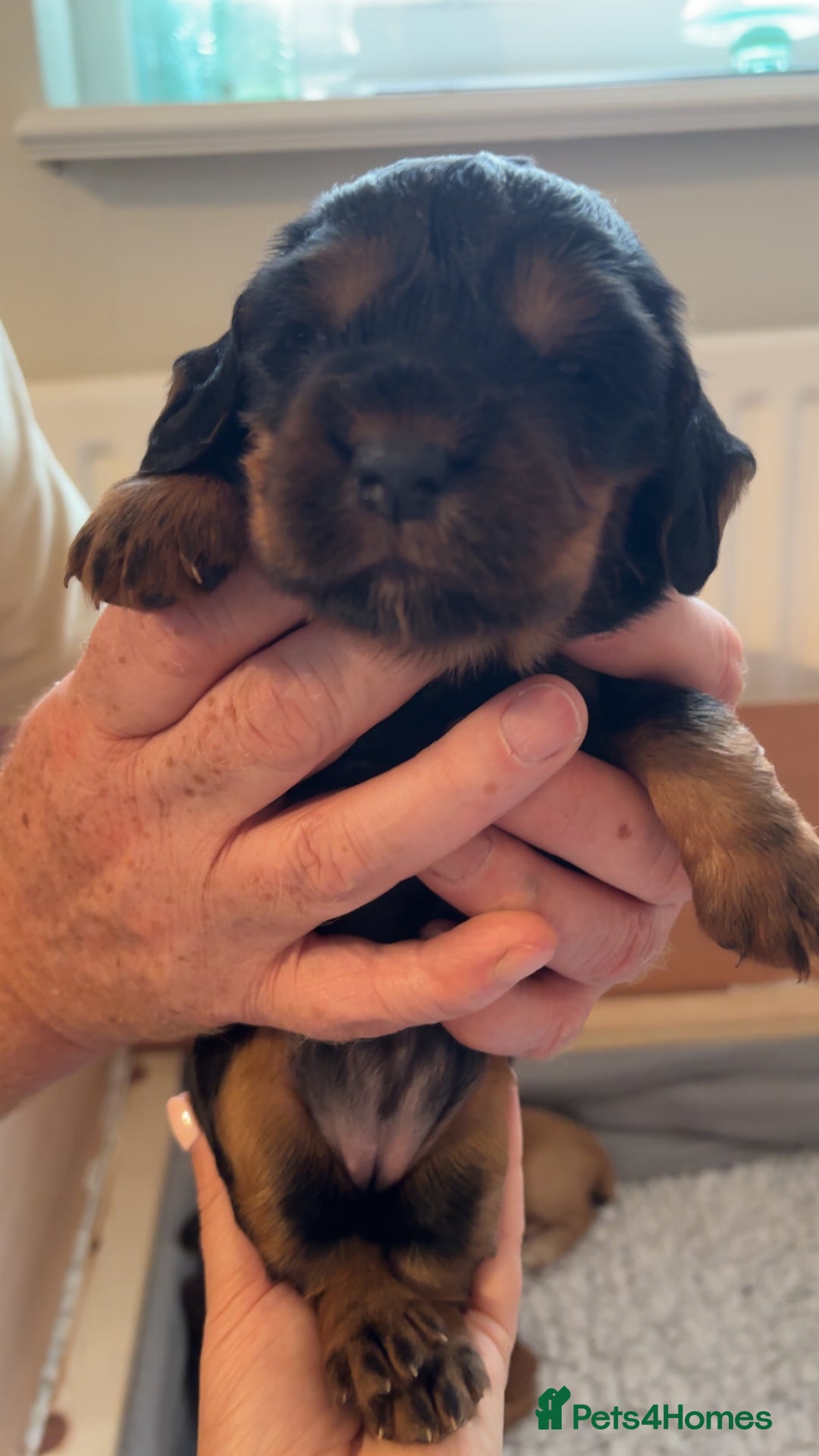 Cocker Spaniel dogs for sale: KC Registered Working Cocker Spaniel Puppies - Image 5