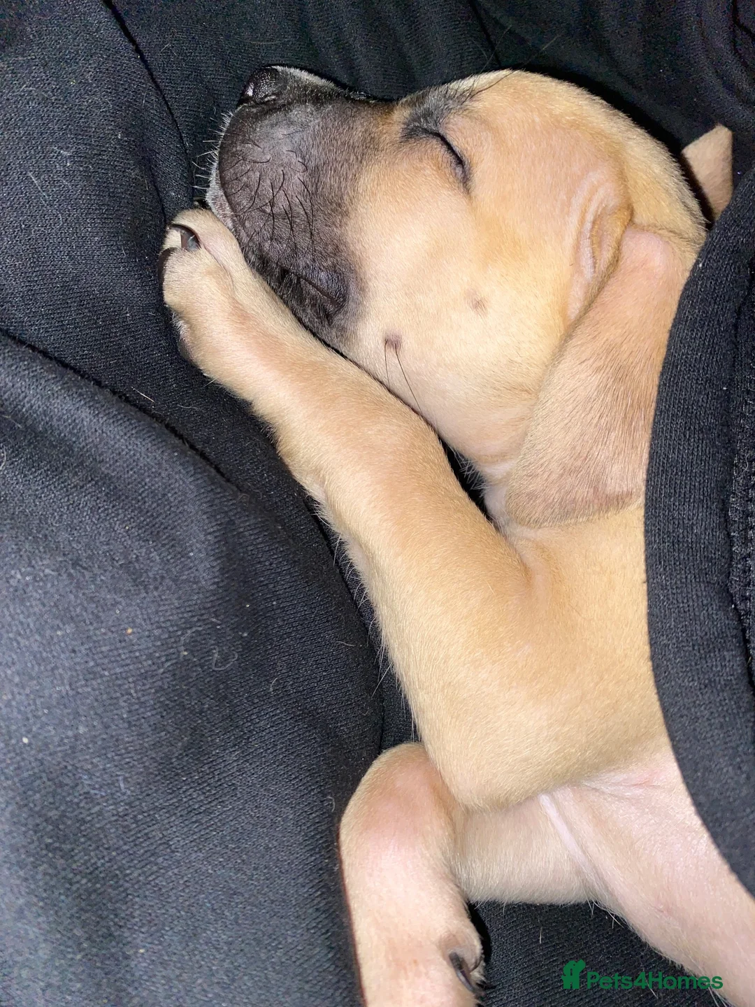 Mixed Breed dogs for sale: Cane corso x AM staff female pup  - Advert 1