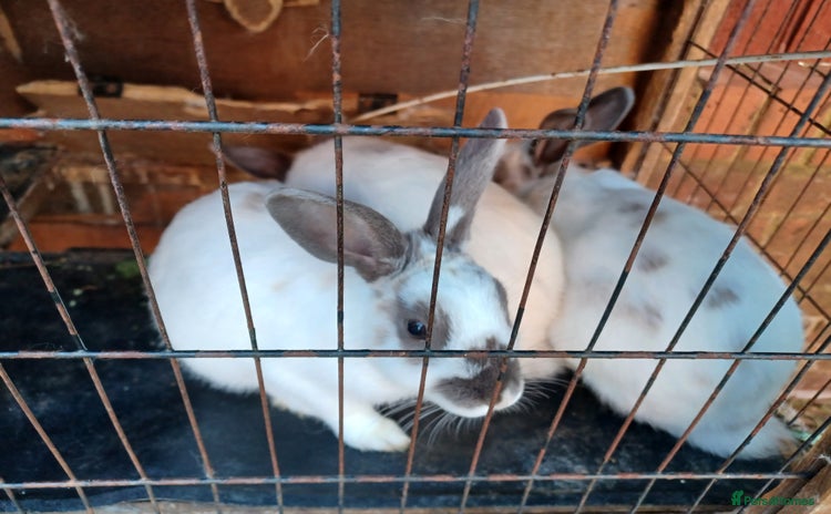 Rex rabbits - Advert 2
