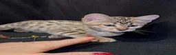 Savannah cats for sale: 2 and 3 months old. Tica Regist. Savannahs - Advert 5