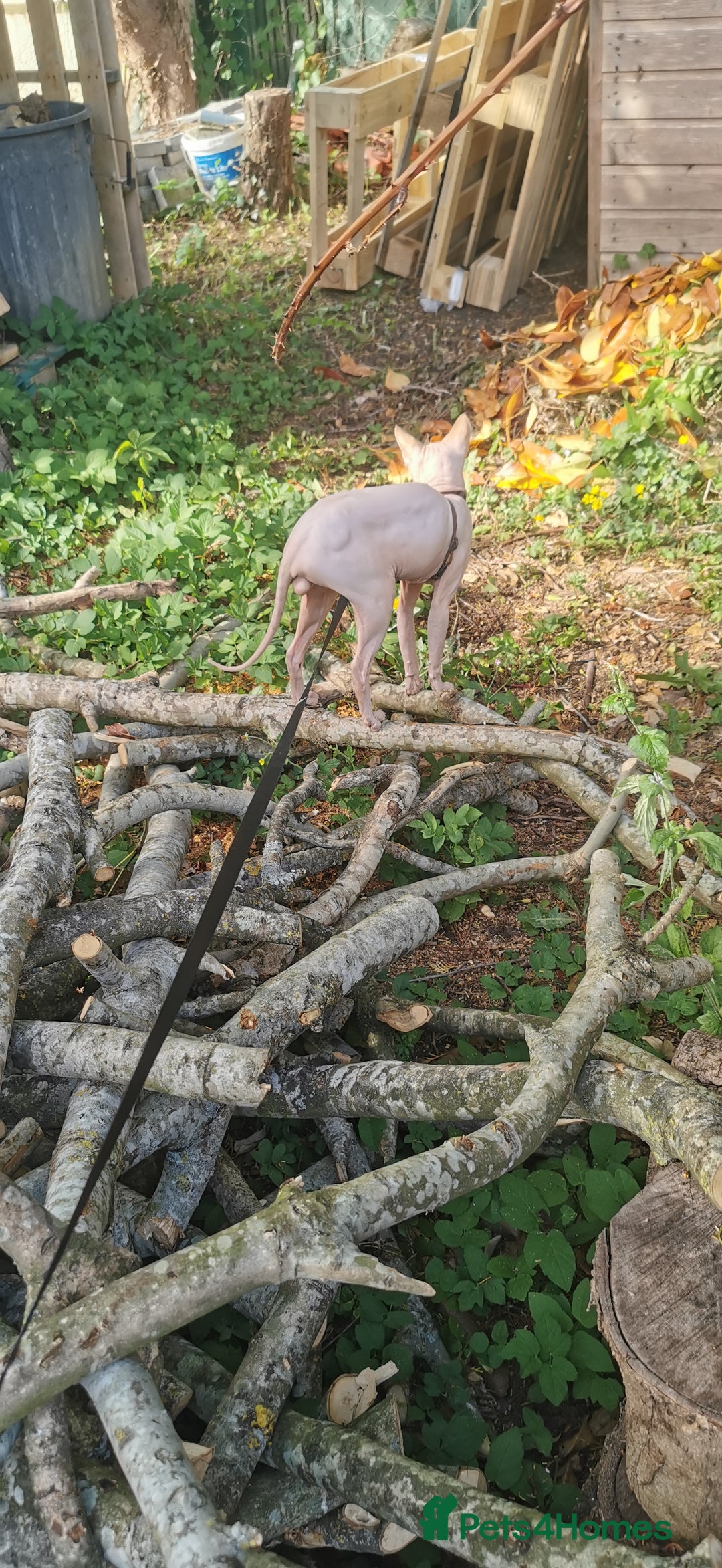 Sphynx cats for stud: Sphynx boy for stud  in Southampton - Advert 36