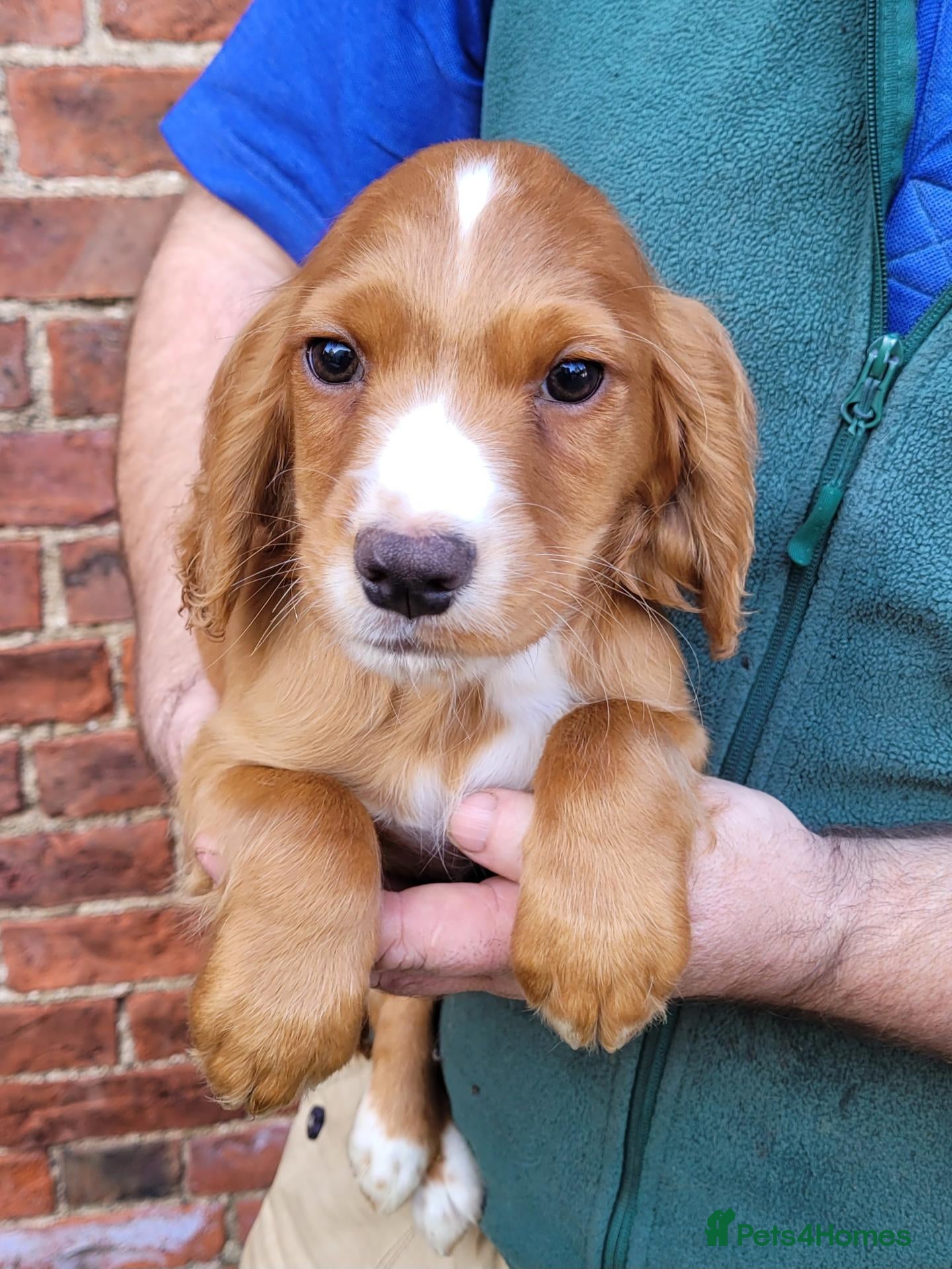 Cocker Spaniel dogs for sale: Ready Now Health Tested Working Cocker Pups - Advert 1