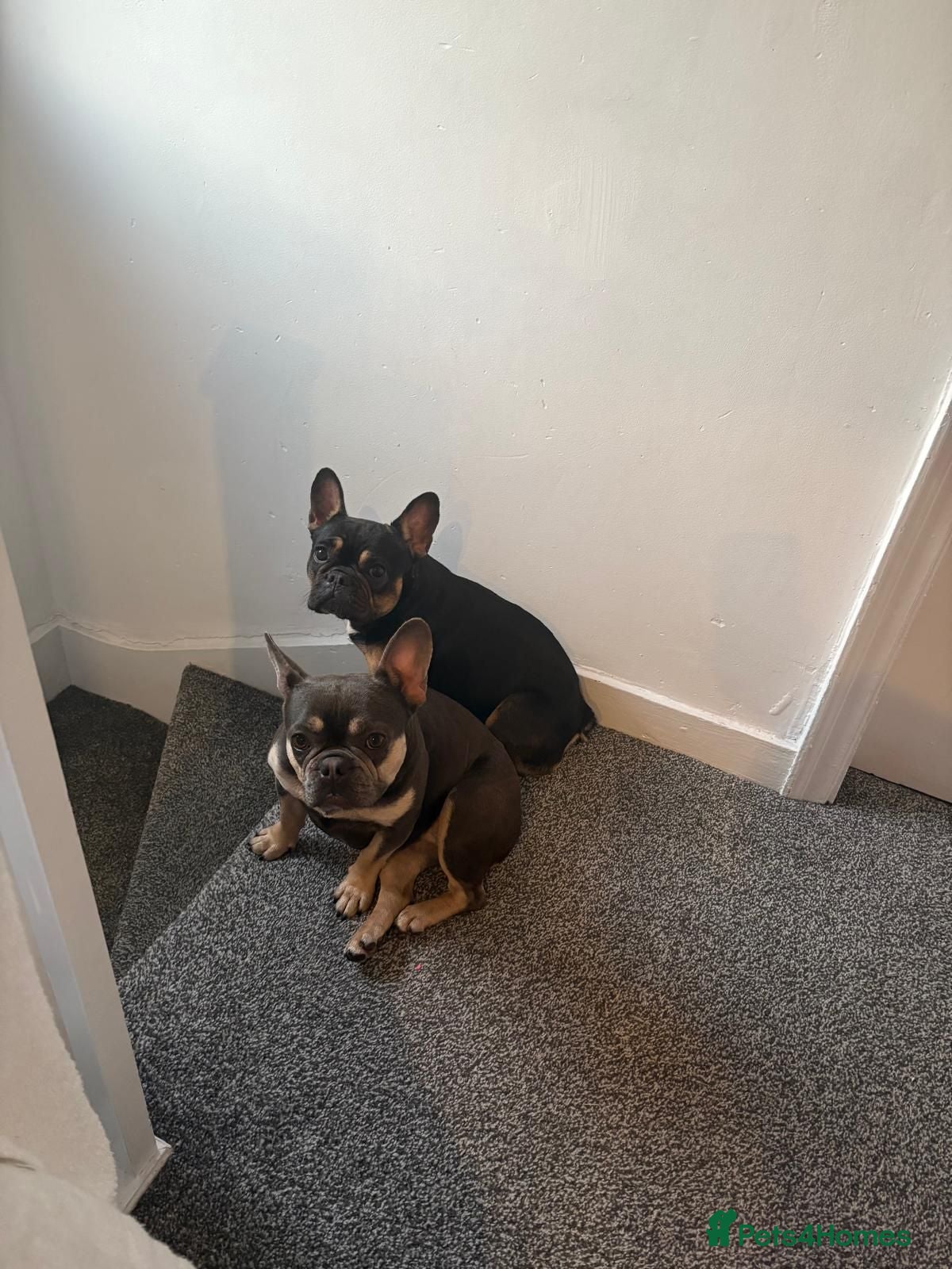 French Bulldog dogs 2 franchies must go together  - Advert 8
