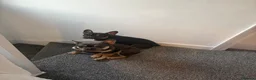 French Bulldog dogs for sale: 2 franchies must go together  - Advert 1