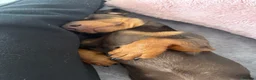 Miniature Dachshund dogs for sale: Milo mini dachshund  - Advert 3