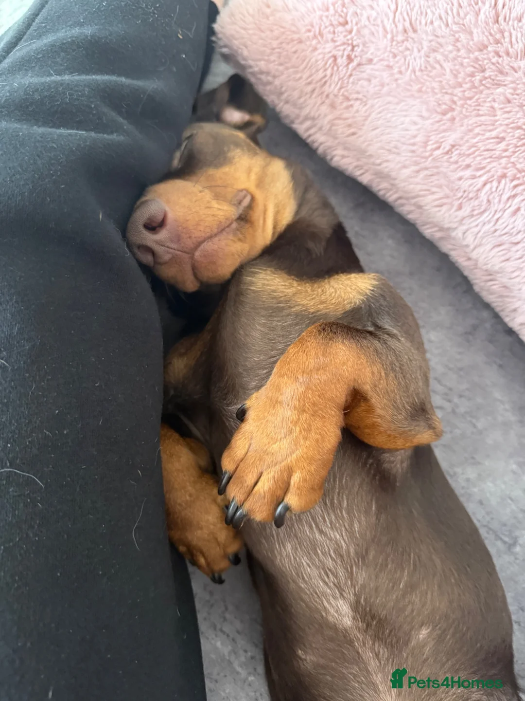 Miniature Dachshund dogs for sale: Milo mini dachshund  - Advert 3