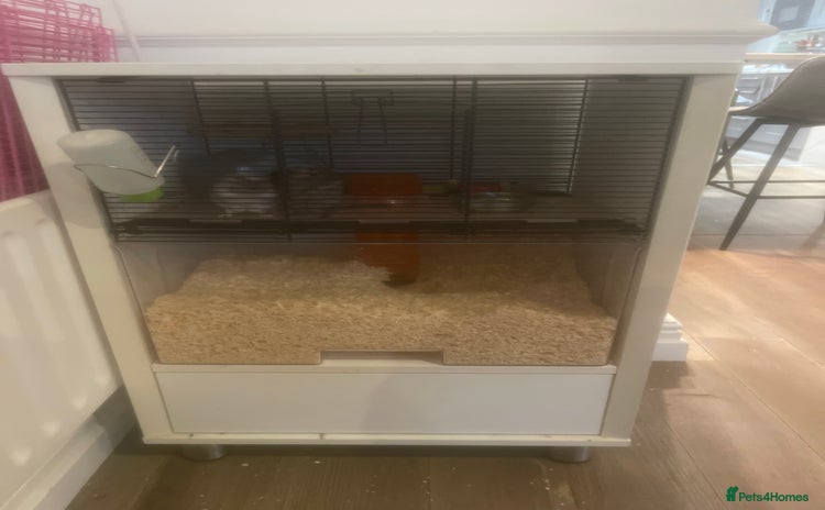 Gerbil rodents - Advert 1