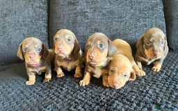 Miniature Dachshund dogs for sale: KC Miniature Dachshunds - Image 8