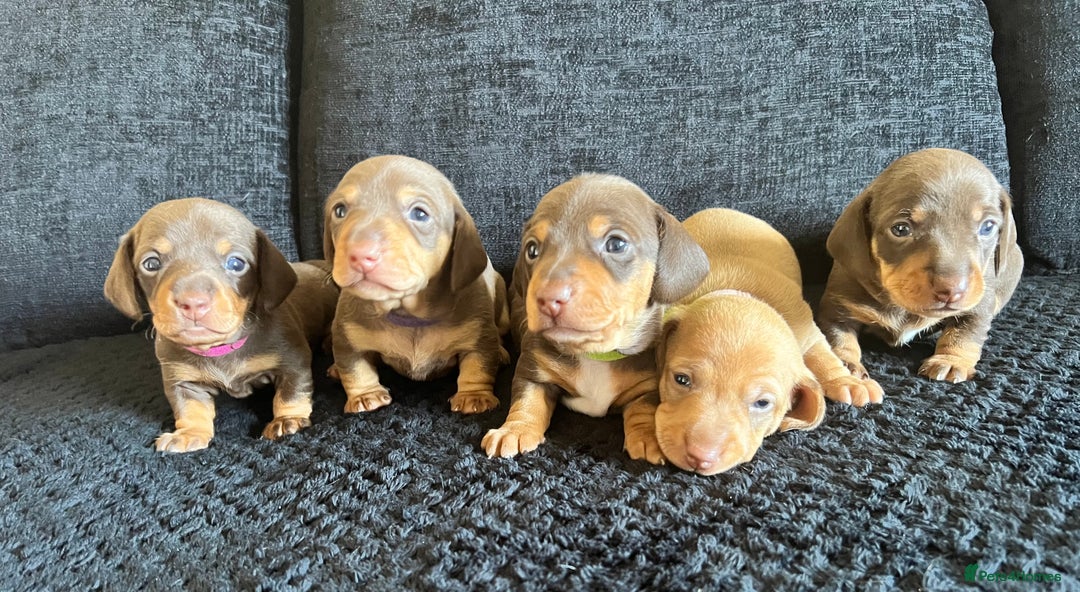 Miniature Dachshund dogs for sale: KC Miniature Dachshunds - Image 8