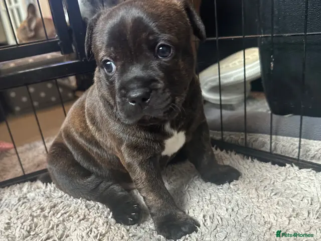 Staffordshire Bull Terrier dogs 🐾 Beautiful Brindle Staffordshire Terrier Boy - Advert 1