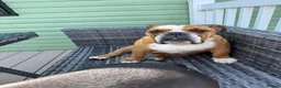English Bulldog dogs for sale: Missy- English bulldog - Advert 7