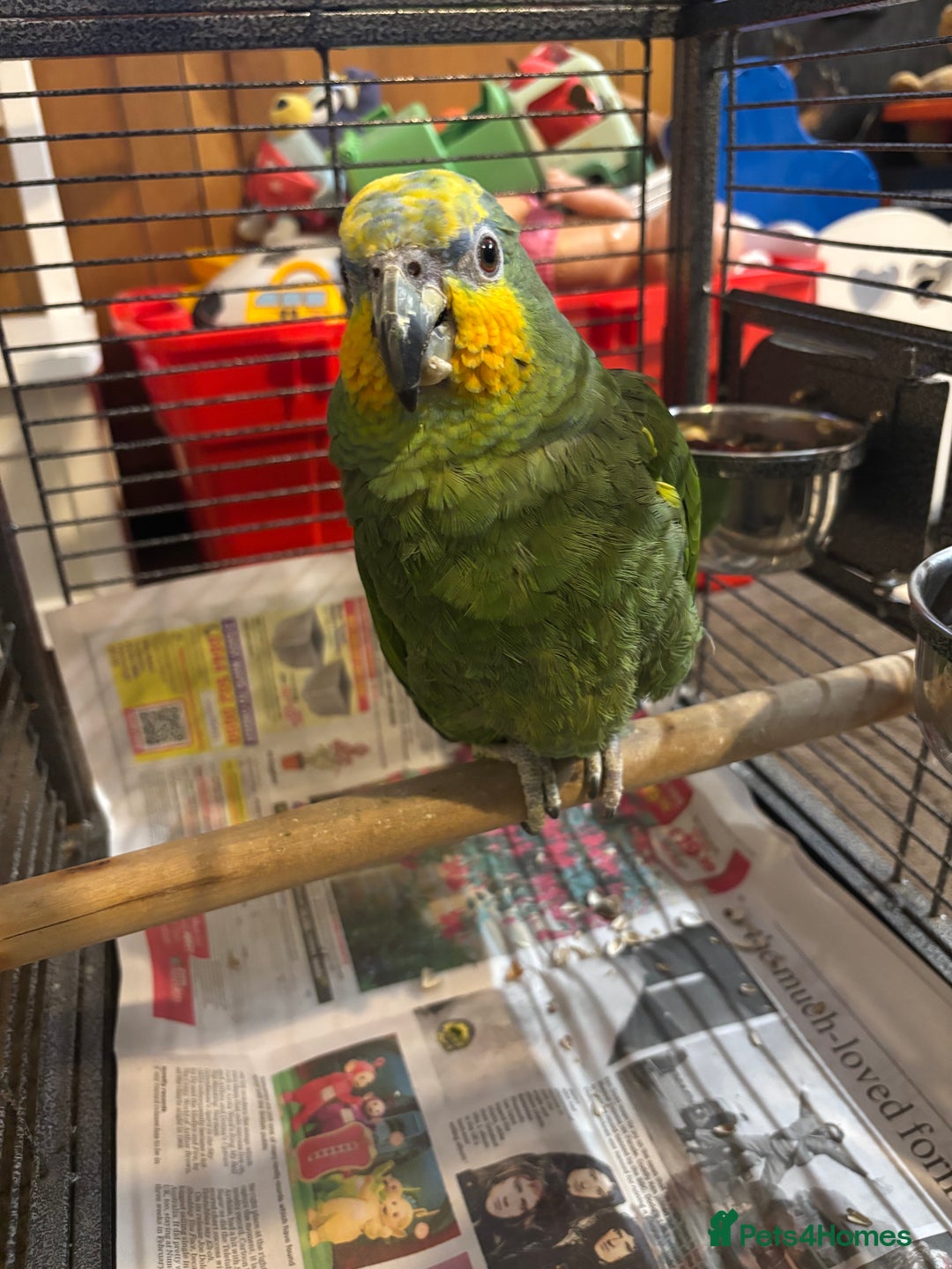 Parrots birds for sale: Amazon - Image 5