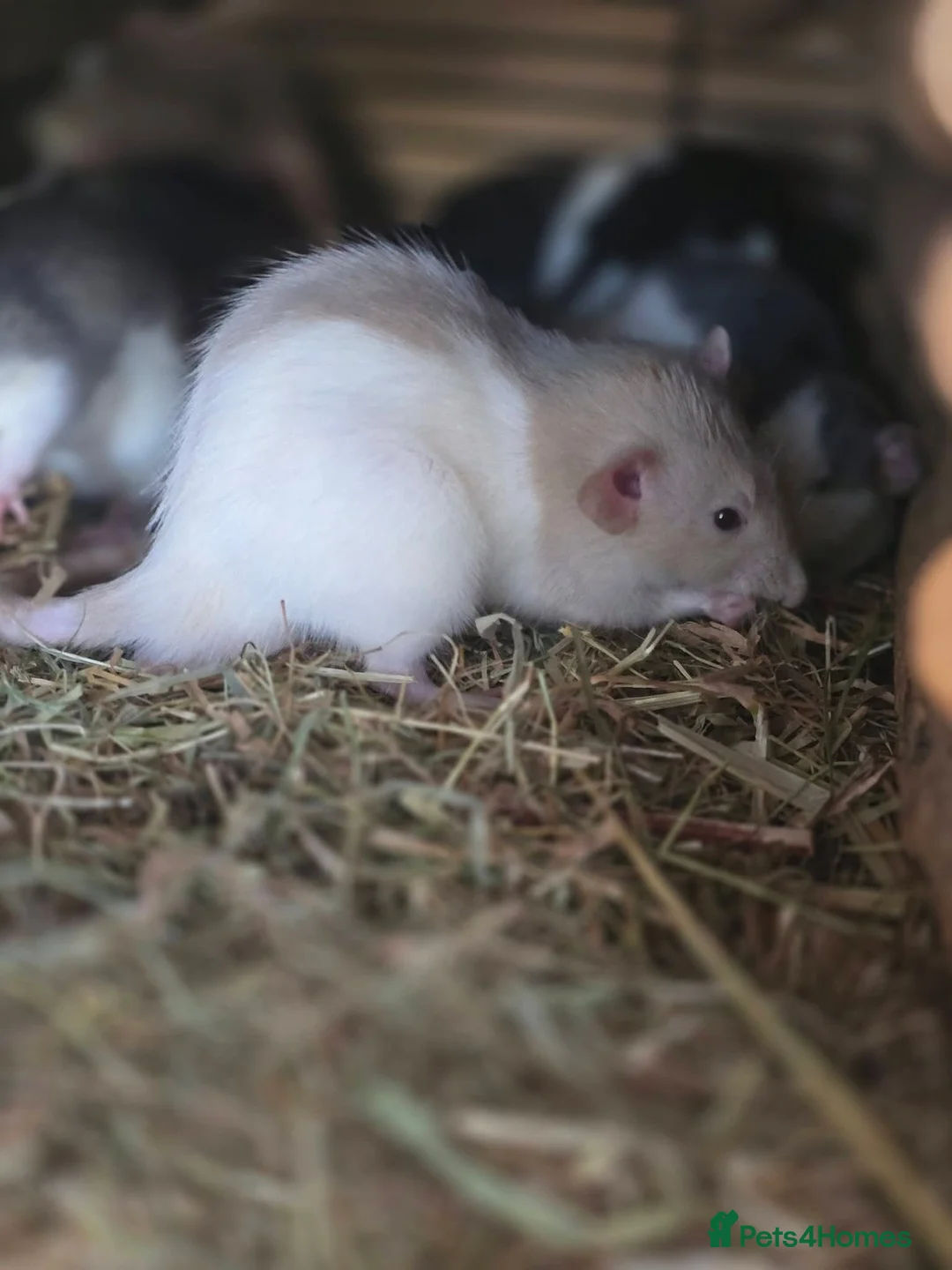 Rat rodents for sale: Baby rats males and females well handled  - Advert 3