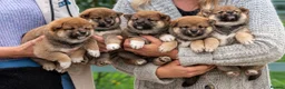 Japanese Shiba Inu dogs for sale: Exclusive Japanese Shiba Inu Puppies  🇯🇵 - Advert 8