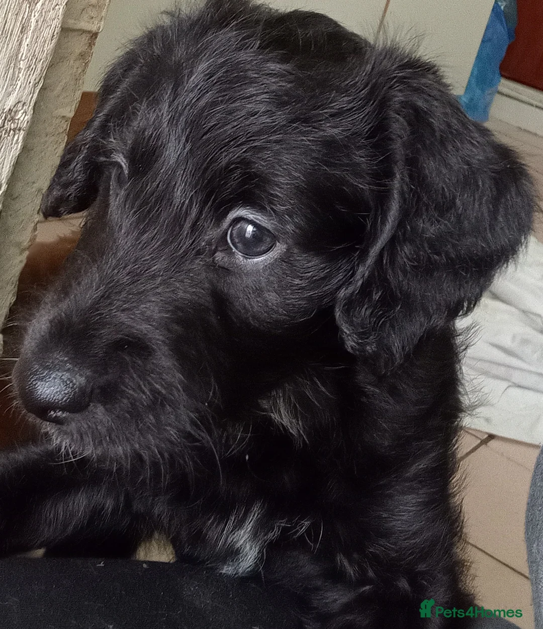 Mixed Breed dogs for sale: Male F1 whippet x poodle - Advert 2