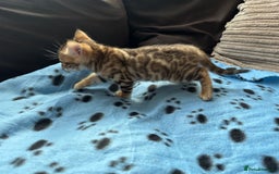 Bengal cats for sale: TICA Bengal kittens for sale . 🐱 - Image 11