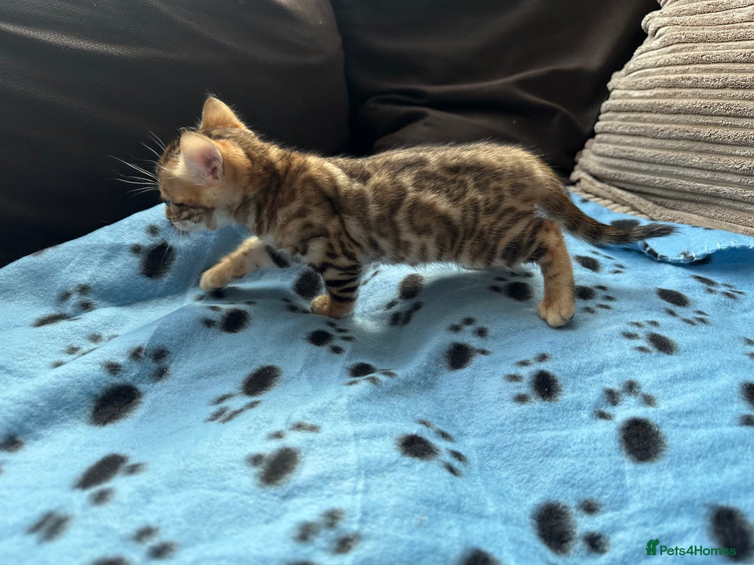 Bengal cats for sale: TICA Bengal kittens for sale . 🐱 - Image 11