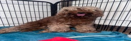 Irish Doodle dogs for sale: Mini Irish Doodle x Australian Labradoodle  - Advert 13