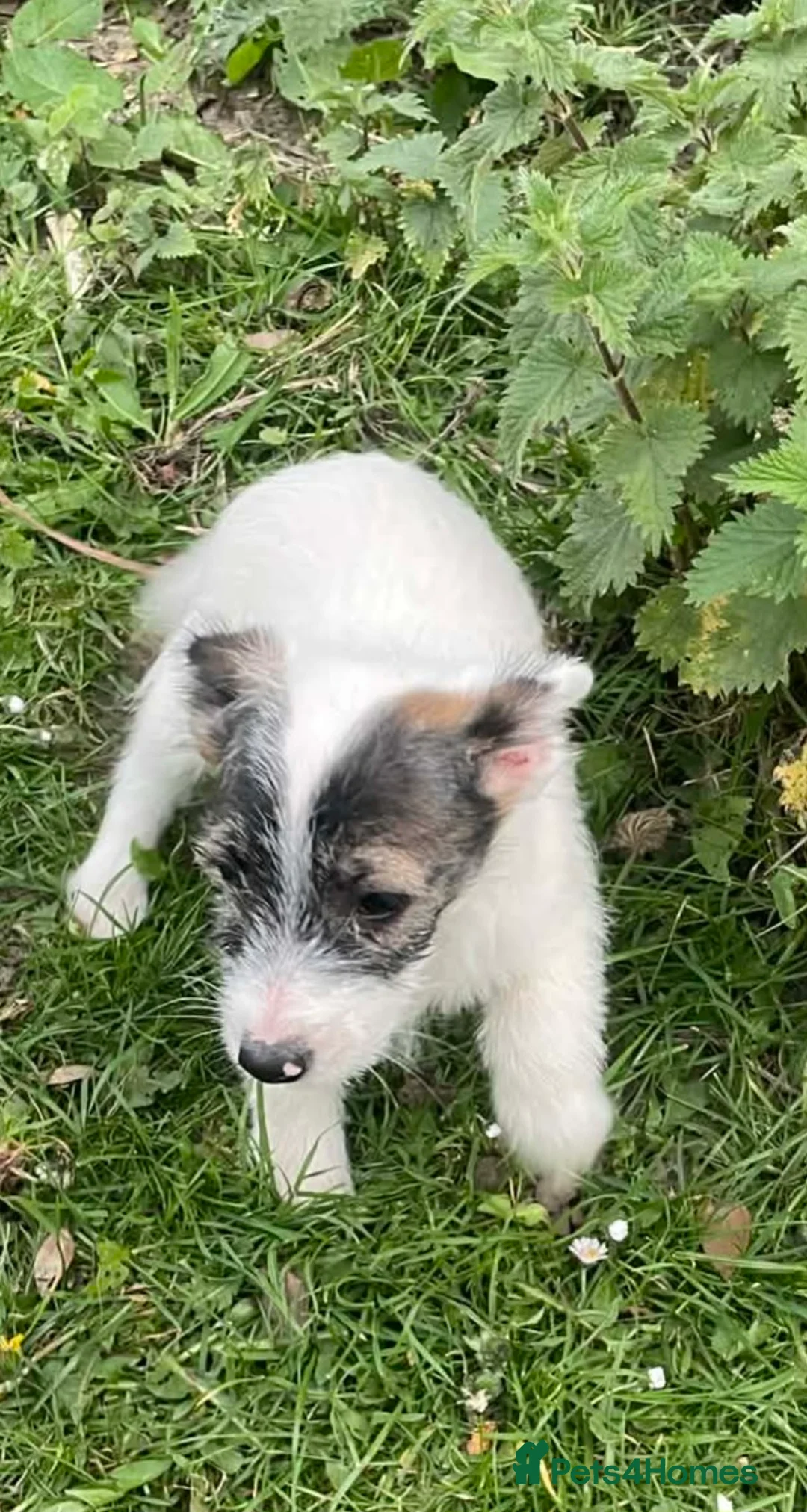 Jack Russell dogs for sale: Jack Russell  - Advert 2