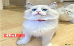 Ragdoll cats for sale: 💖Beautiful Ragdoll💖 Tica register  - Image 27
