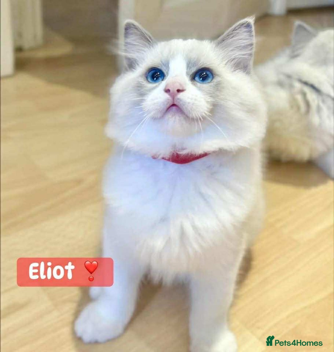Ragdoll cats for sale: 💖Beautiful Ragdoll💖 Tica register  - Image 27
