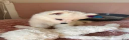 Samoyed dogs for sale: Crufts line + health tested Samoyeds - Advert 15