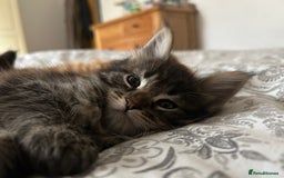 Maine Coon cats for sale: GCCF Maine Coon Kittens-Champion and Russian lines in Swindon - Image 35