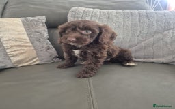 Cockapoo dogs for sale: F1 cockapoo - Ready Now - Image 6