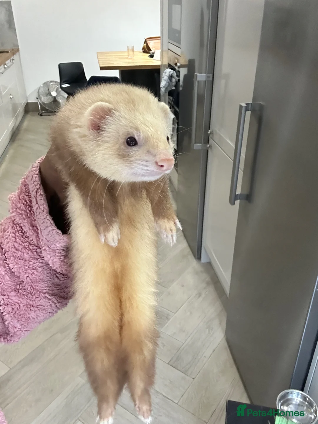 Ferret rodents for sale: Cinnamon make ferret for stud  - Advert 2